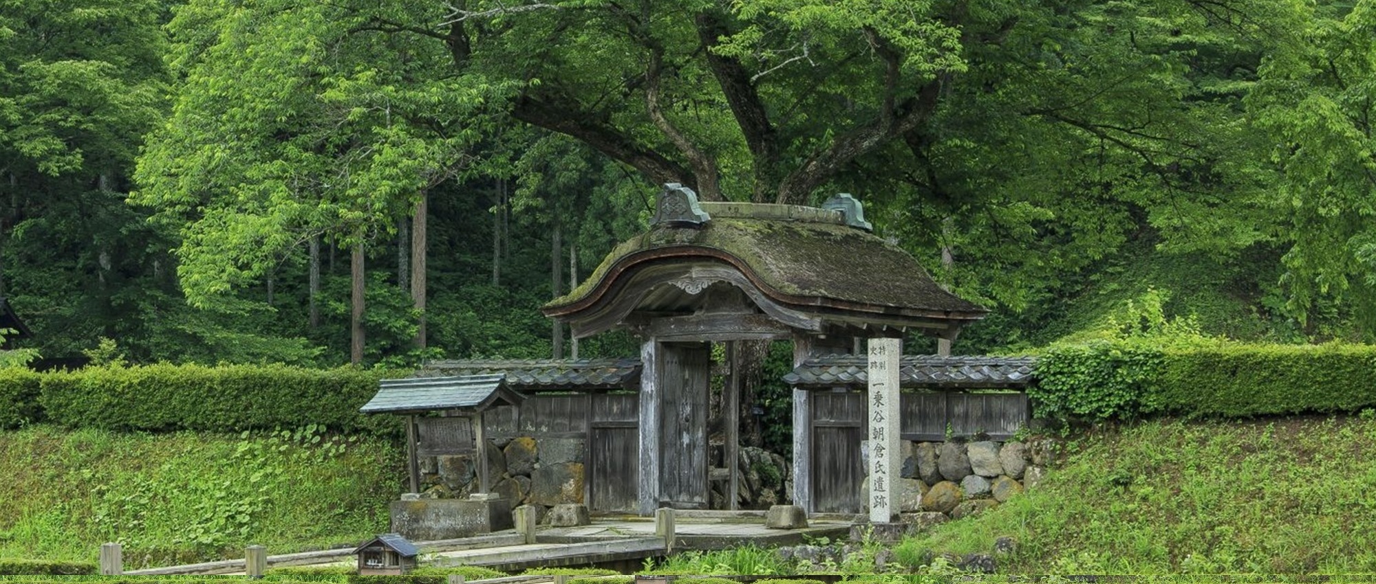 4355_一乗谷朝倉氏遺跡(夏)