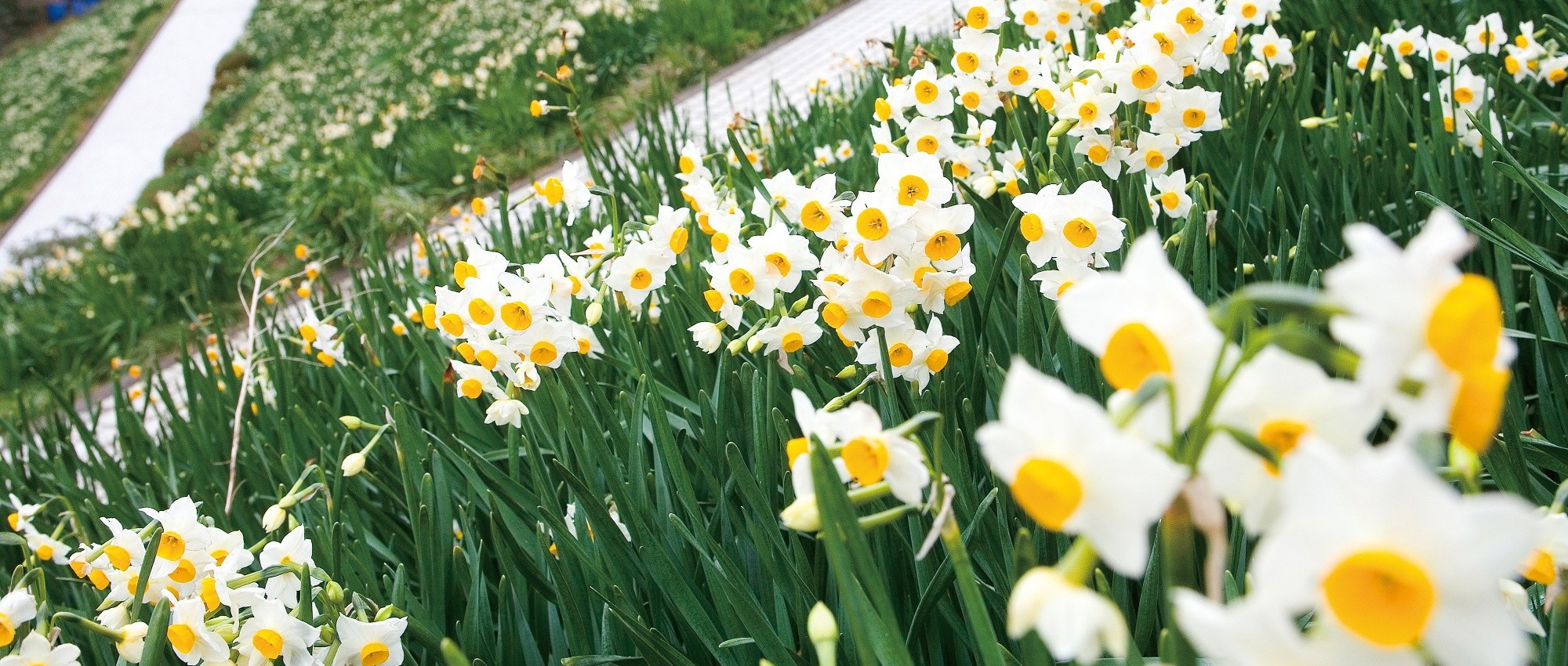 4047_越前水仙(2000×850)